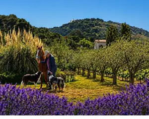 Massimo in the lavender field