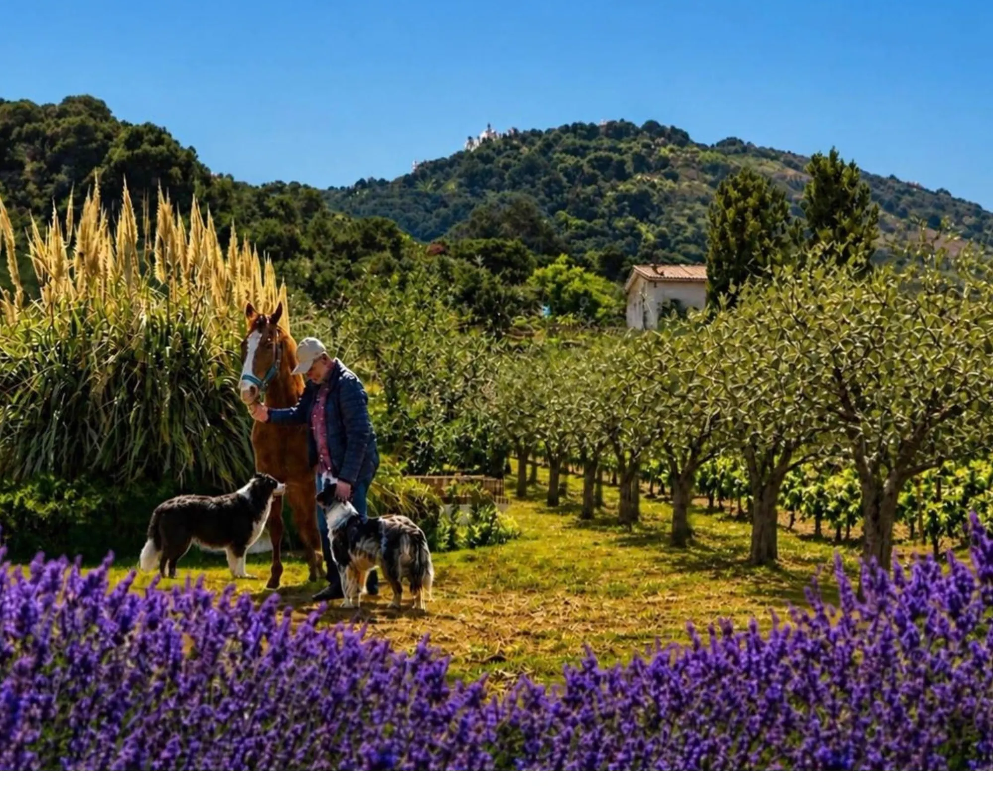 Massimo con il suo cavallo e i cani nel campo di lavanda